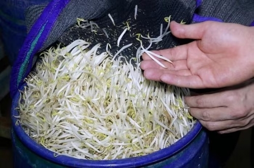 Vụ 3.500 tấn giá đỗ ngâm hóa chất: Người tiêu dùng hoang mang
